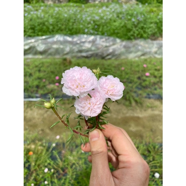 1kg Hoa 10h Thái kép cành to đẹp 20 màu