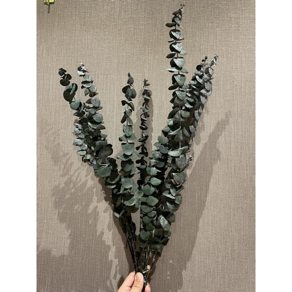 Cành lá táo khô Eucalyptus ,lá khuynh điệp , lá mimosa hoa khô trang trí để bàn, kệ sách, decor vintag