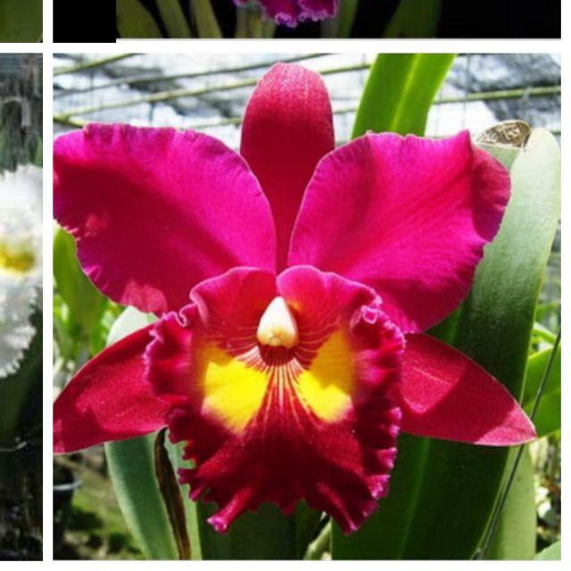 Hoa lan cattlaya cây thuần vườn