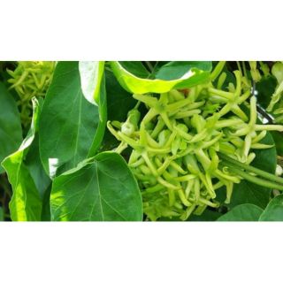 Cây giống hoa thiên lý