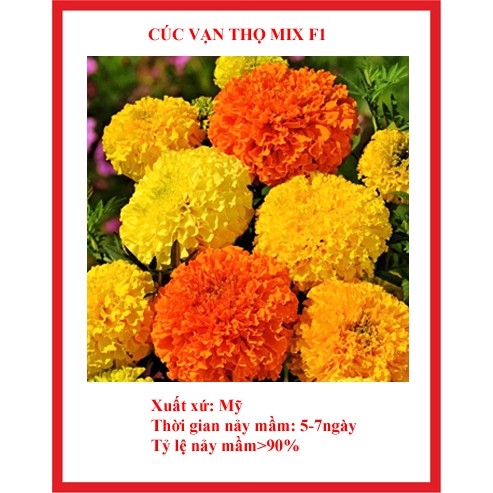 Hạt giống hoa cúc vạn thọ mix màu 50 hạt nhiều màu