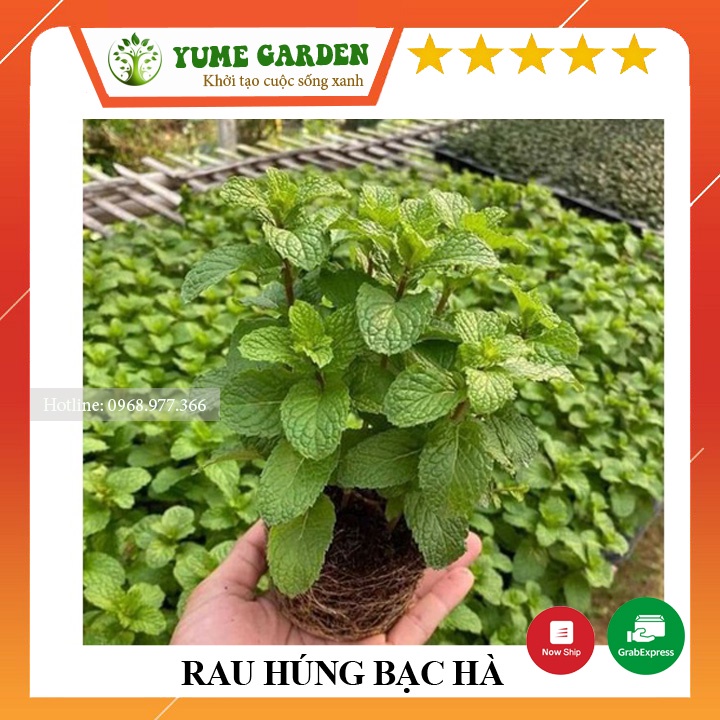 Cây rau húng bạc hà húng lủi gia vị trong mỗi bữa ăn-xanhshop22