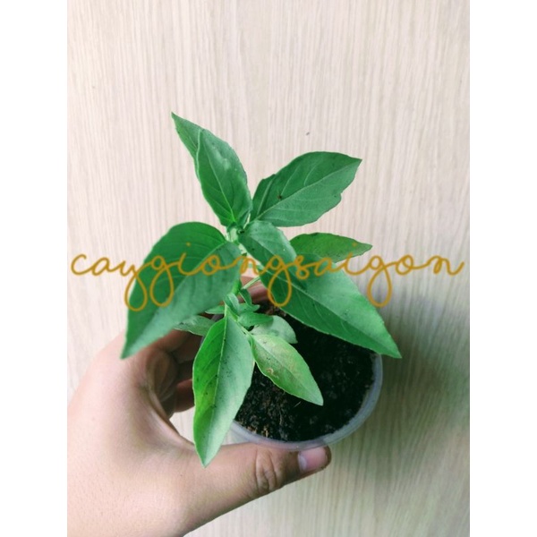 1 Cây Giống Rau Lá É Trắng thơm sả Rau Gia Vị