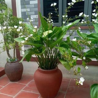 Cây bách thủy tiên ( cây lan nước)