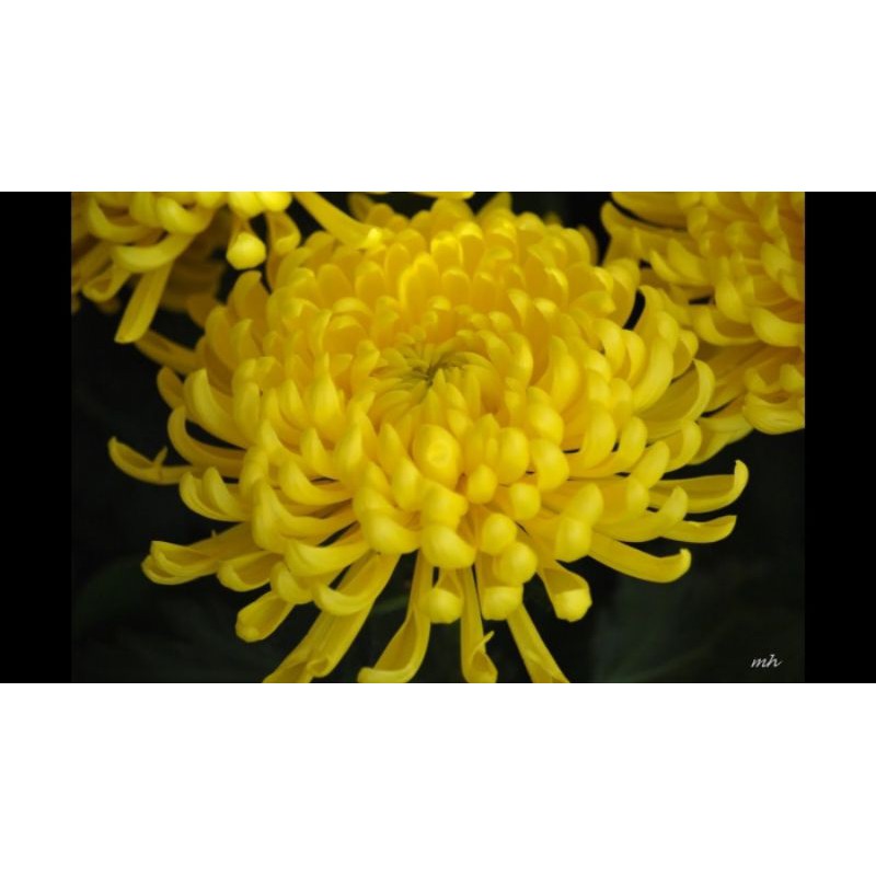 Cây cúc đại đóa