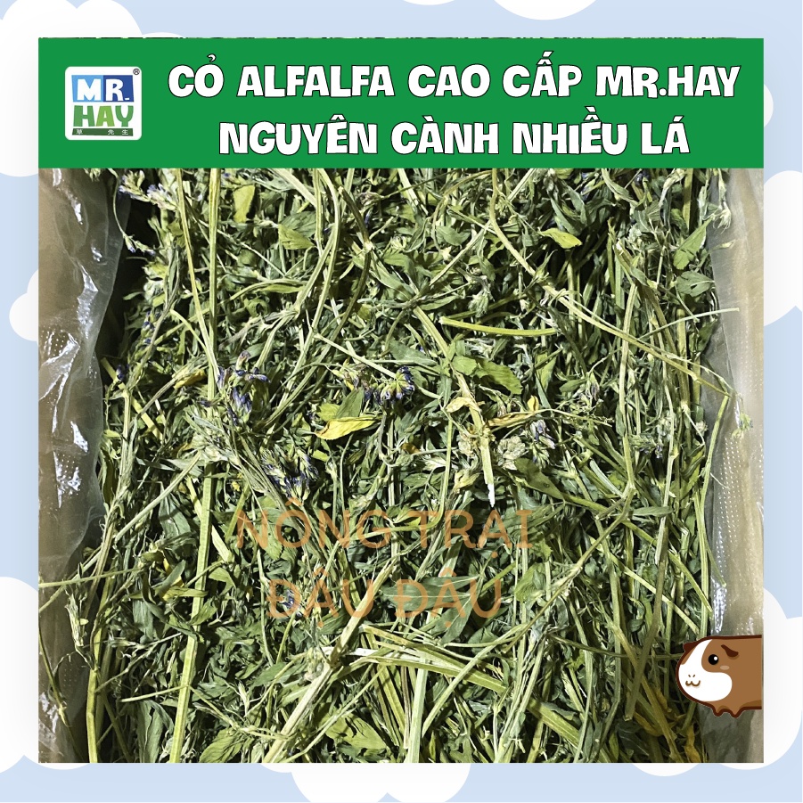 Cỏ Alfalfa Cao Cấp MrHay Nguyên Cành Nhiều Lá Xanh Cho Thỏ, Bọ Ú, Chinchilla MH15