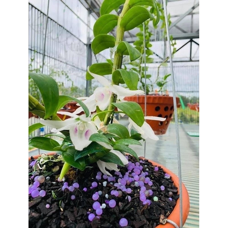 PHÂN TAN CHẬM CHO CÁC LOẠI HOA LAN  6-9cm/túi