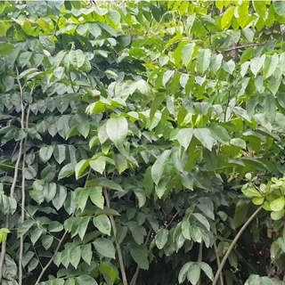 Hạt giống cây giáng hương (đinh hương)