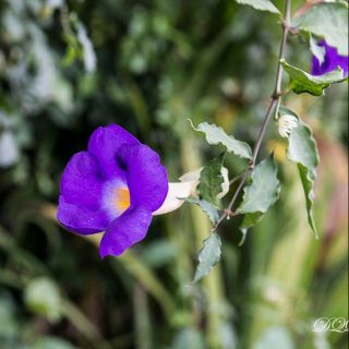 Cát Đằng Đứng ( Hồng Phúc Thiên Lý)