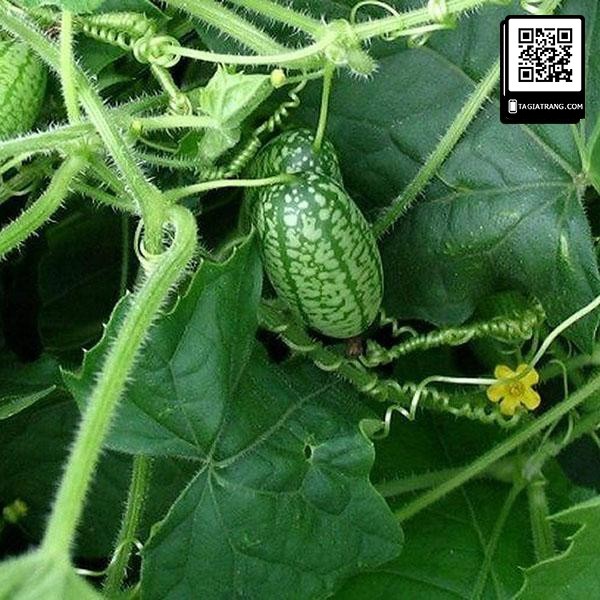 Hạt giống dưa hấu mini tí hon - Gói 5 hạt