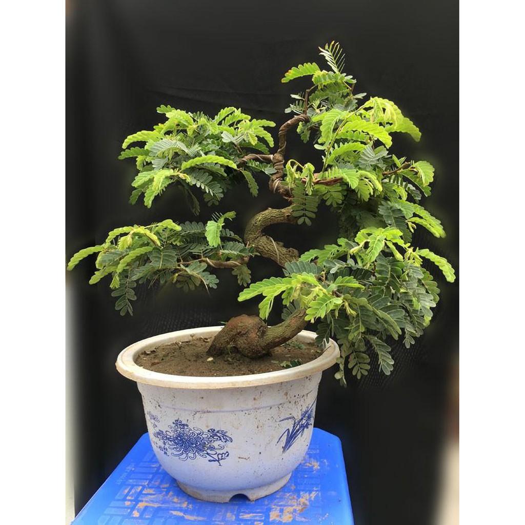 Hạt giống cây me kiểng ngọt bonsai