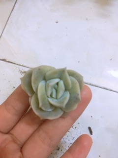 Sen đá hoa hồng - Echeveria rose