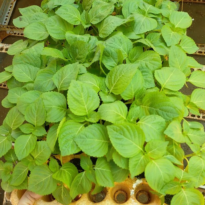 Cây giống lá mè Hàn Quốc