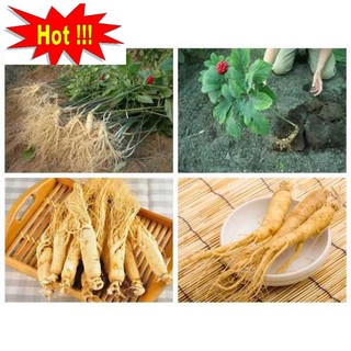 Hạt giống Nhân sâm Hàn quốc (10 hạt)