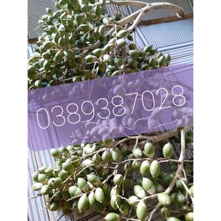 Trái cau kiểng một ký tươi