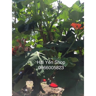 Cây Ngô Đồng Phong Thuỷ Tốt Lành