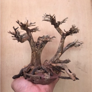 Cây bonsai C17XD20