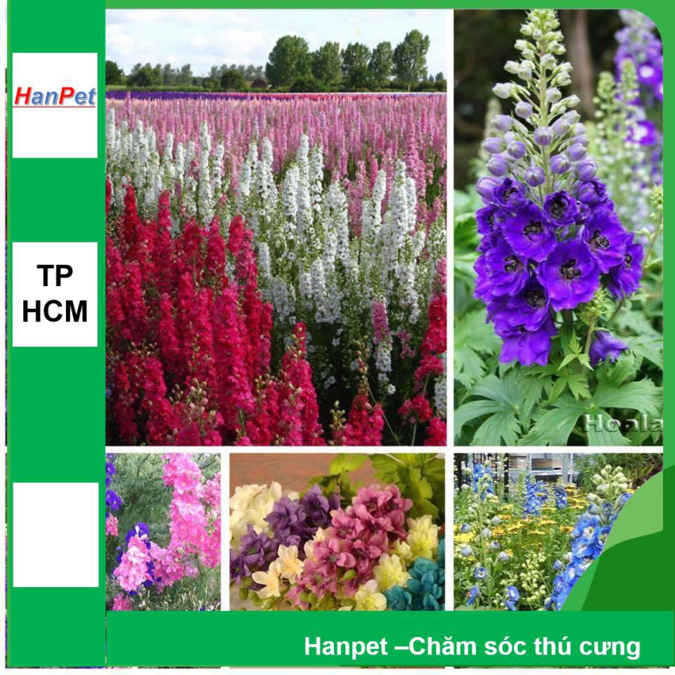 HCM- (HOA TRONG NHÀ) Hạt giống hoa Phi yến (Mix 100 hạt)- Thuần hóa Phù hợp khí hậu