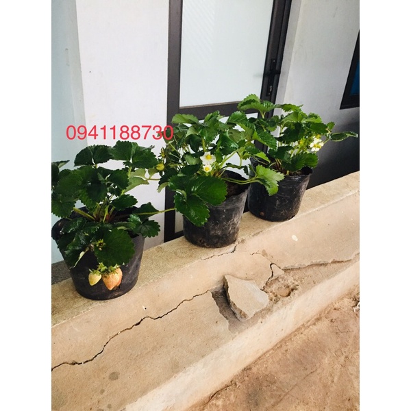Combo 8 gói dưỡng chất cho cây phát triển