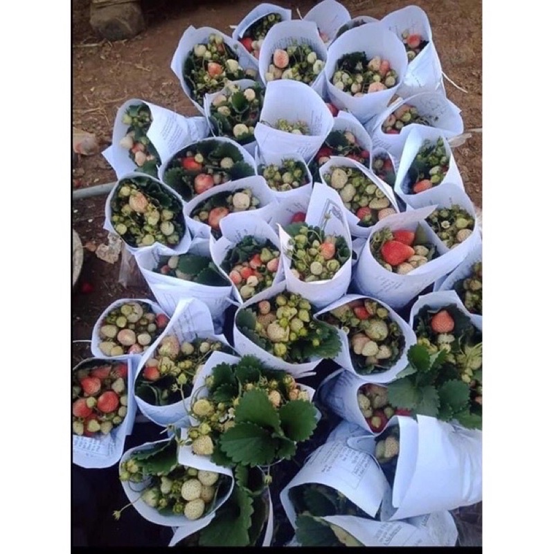 Bầu cây giống dâu tây hana siêu ngọt