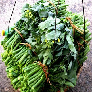 Hạt Giống Rau Cải Làn Hoa Vàng