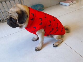 Áo phao siêu ấm cho cún