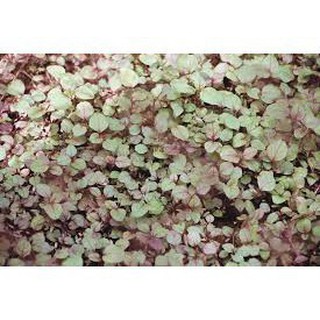 10 gram hạt giống rau dền
