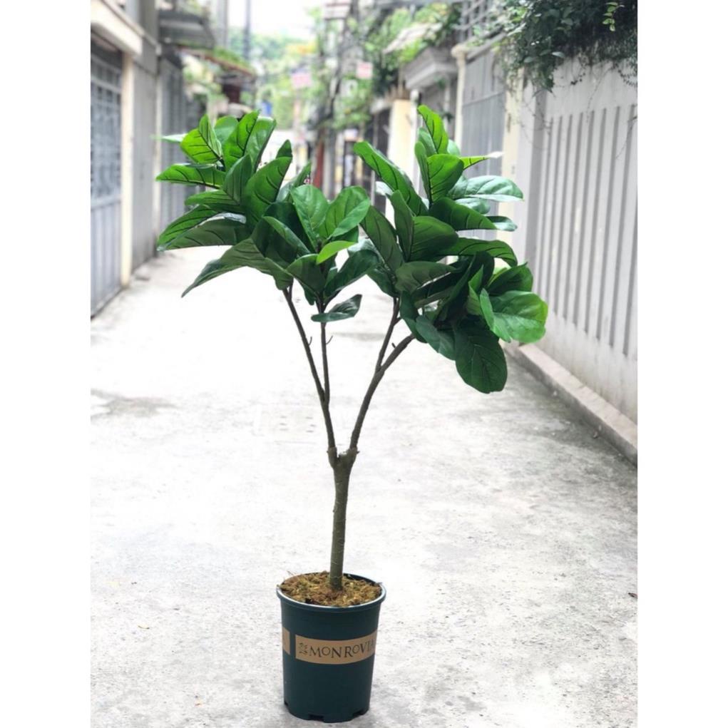 Cây bàng giả singapore 1,7m Có Chậu y hình 4 nhánh
