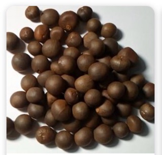 Cây chè xanh