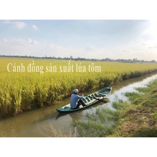 Gạo VJ pearl