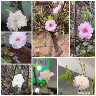 cây giống nhất chi mai (mai trắng ) cao 15cm