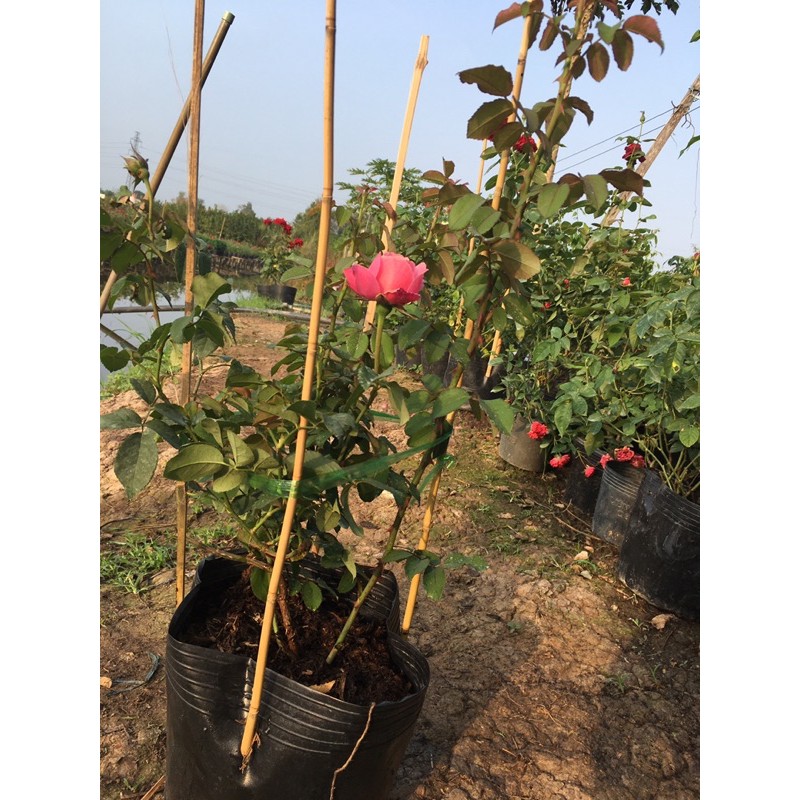 Cây hồng shell