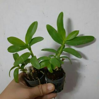 Trầm 6 mắt giống