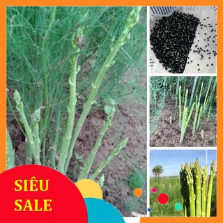 50 hạt giống măng tây xanh F1 hạt đen tỷ lệ nảy mầm 95% xuất xứ mỹ  TẾT KHUYẾN MẠI