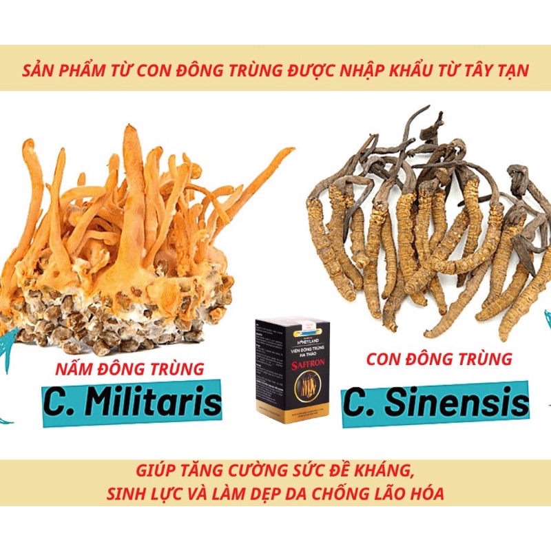 Combo 2 hộp viên Đông Trùng Hạ Thảo SafFron HONEYLAND 60 Viên