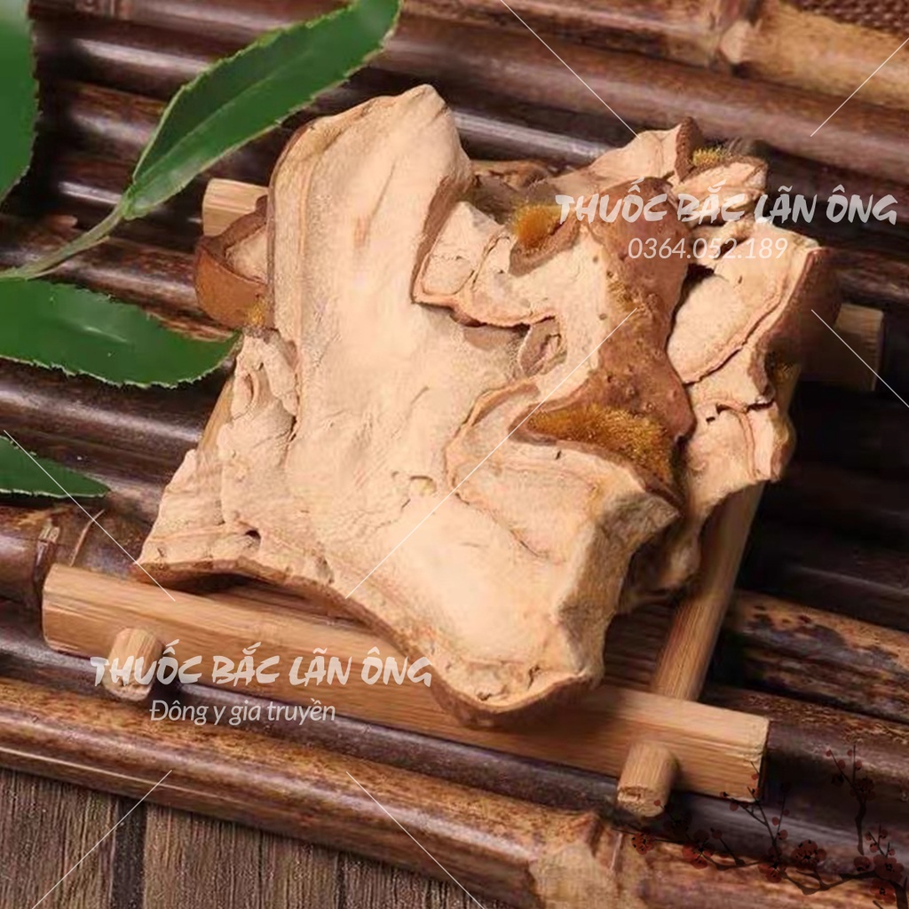 Cẩu tích chưa chế 100g (Cây lông culi giảm tiểu đêm, mạnh gân cốt)
