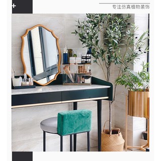 Cây oliu decor phòng khách studio - olive tree