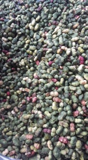 Quả Tam Thất Khô (500g/400k)