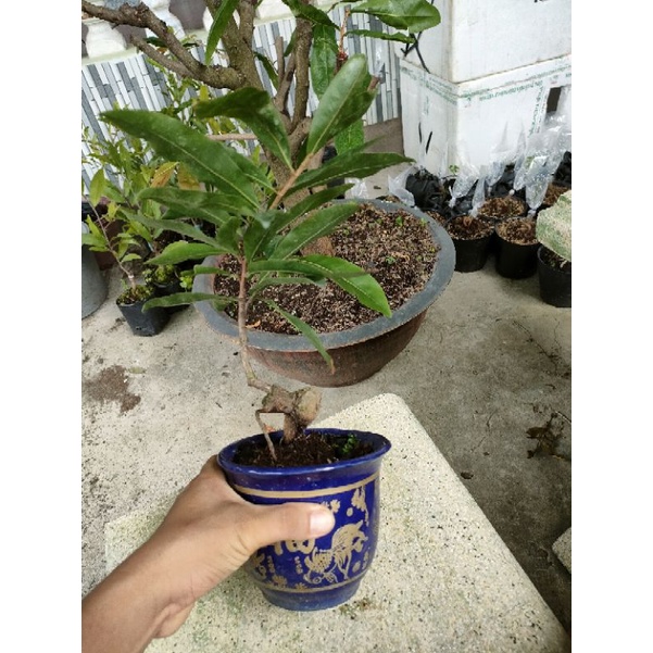 cây mai vàng thủ đức gốc đẹp ( hoa 8-12 cánh)