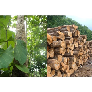 1 kg hạt giống cây gia tỵ .