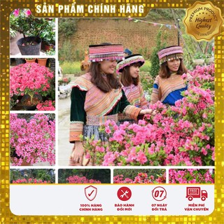 COMBO 2 gói hạt giống hoa đỗ quyên mix TẶNG 1 phân bón