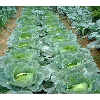 1g HẠT GIỐNG BẮP CẢI F1 TROPICAL QUEEN