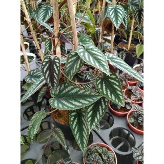 Cây hồ đăng - Rex Begonia Vine