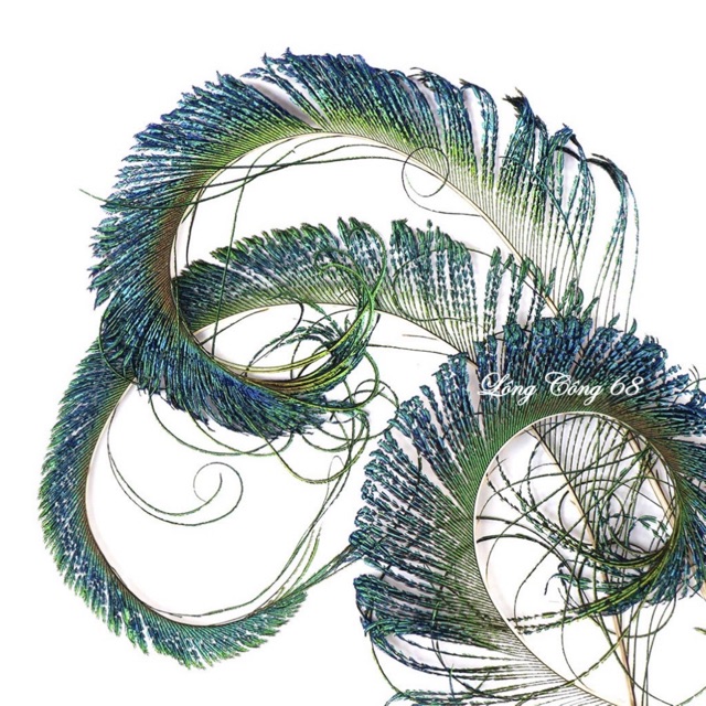 Lông công rìa tự nhiên 70-80cm loại đẹp | BigBuy360 - bigbuy360.vn