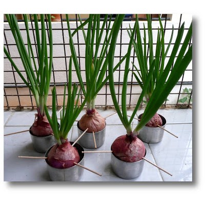 HẠT GIỐNG HÀNH TÂY