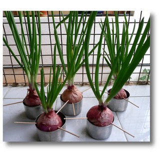 HẠT GIỐNG HÀNH TÂY