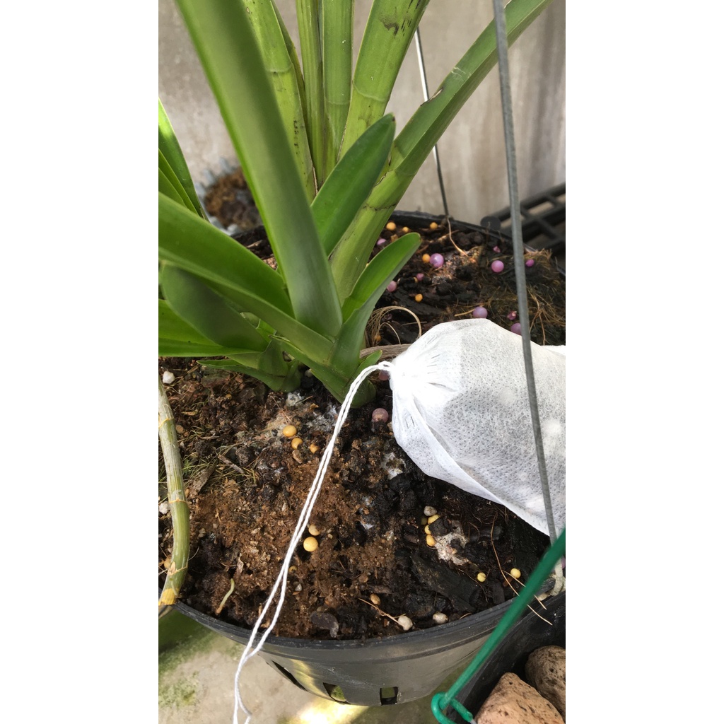 Phân bón cho lan kiếm gói 05 túi