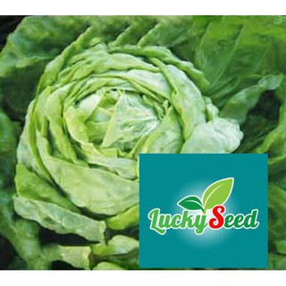 Gói 2 gr hạt giống xà lách cuộn xanh LUCKYSEED