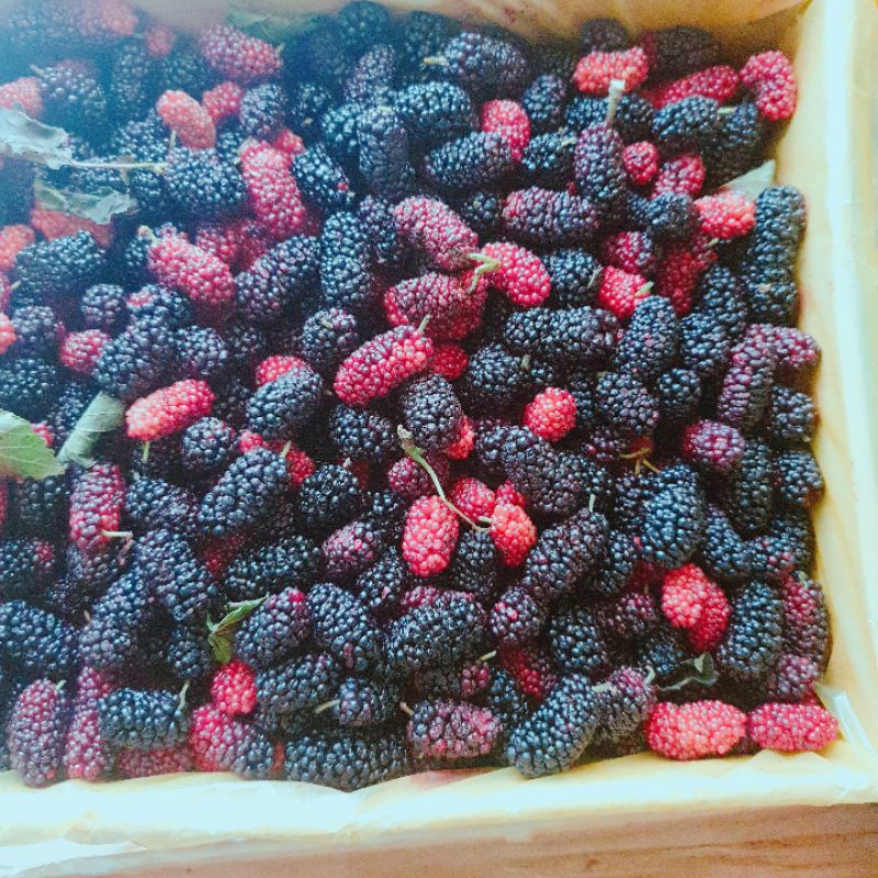 Dâu tằm tươi hộp 3kg Lâm Đồng trái to múp chín mộng đẹp