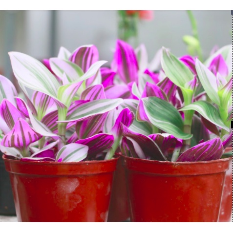 Chậu cây Thài lài hồng lá lớn - TLH Nanouk, TL Đột Biến - Trang Flowers